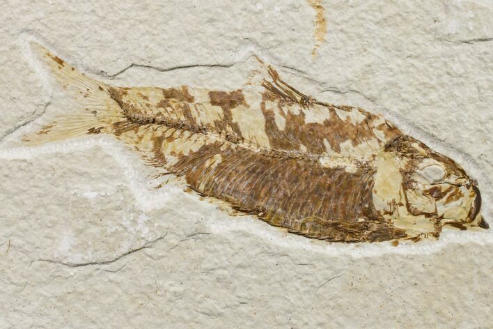 Fossil Fish (Knightia) - Wyoming #159560